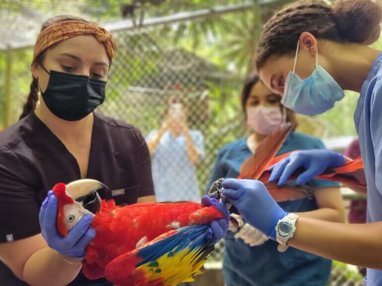 Masked veterinary staff examine a colorful red-and-blue parrot outdoors.